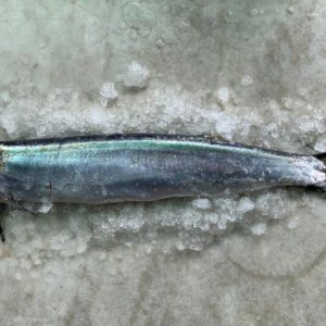 Wolf Herring / Ikan Parang 西刀 PER KG (SEASONAL)