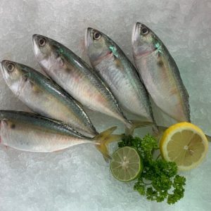 Indian Mackerel / Kembung 甘榜/肉文 PER KG (SEASONAL)
