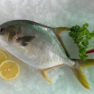 Golden Pomfret / Bawal Emas 金昌 PER KG (SEASONAL)