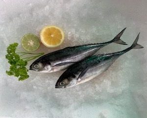 Hardtail Mackerel / Cencaru 甲池/硬尾 PER KG (SEASONAL)