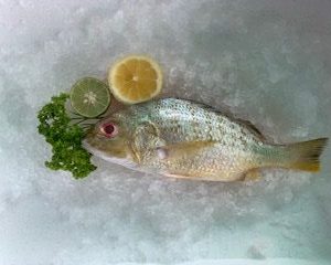 White Snapper / Ikan Gerut 白皂 PER KG (SEASONAL)