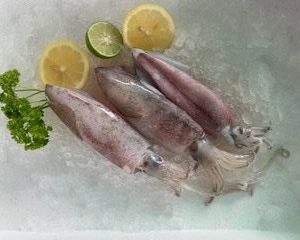 Squid / Sotong (L) 墨鱼 PER KG (SEASONAL)
