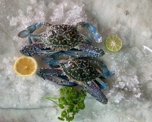 Flower Crab (Blue) / Ketam Bunga (Biru) 花蟹 PER KG (SEASONAL)