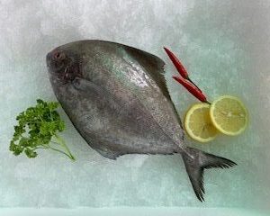 Black Pomfret / Bawal Hitam 黑昌 PER KG (SEASONAL)