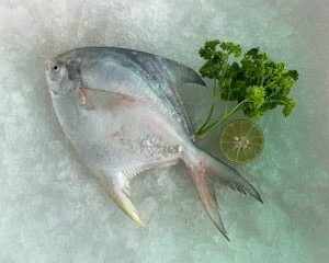 White Pomfret / Bawal Putih 白昌 PER KG (SEASONAL)