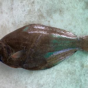 Flounder / Ikan sebelah 左口鱼 PER KG (SEASONAL)