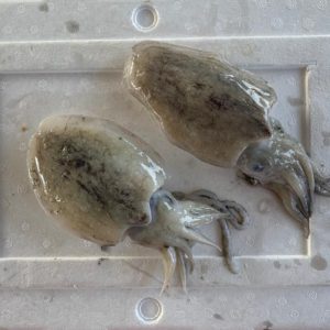 Cuttlefish (L) / Sotong Katak 墨斗 PER KG (SEASONAL)