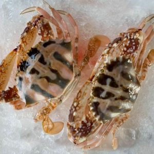 Flower Crab (Red) / Ketam Bunga (Merah) 花蟹 PER KG (SEASONAL)