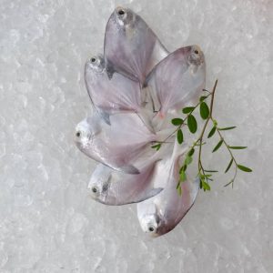 Small White Pomfret / Bawal Putih 小丰昌 PER KG (SEASONAL)