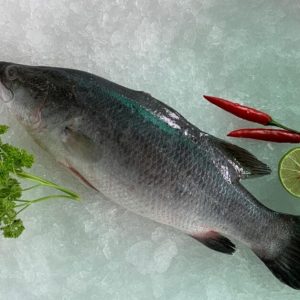 Barramundi / Siakap 金目芦 PER KG (SEASONAL)