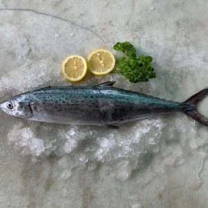 Spotted Mackerel / Tenggiri bunga 马交 PER KG (SEASONAL)