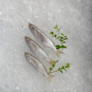 Mullet Fish / Ikan Belanak 井子 PER KG (SEASONAL)