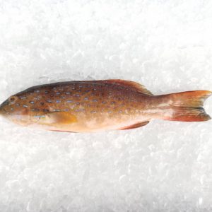 Leopard Coral Grouper / Kerapu Bintang 七星班 PER KG (SEASONAL)