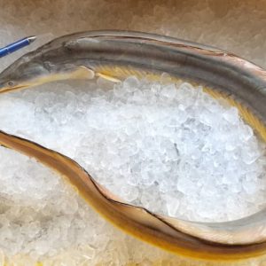Yellow Eel / Belut Kuning 黃金海鳗 PER KG (SEASONAL)