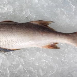 Fourfinger Threadfin / Kurau 順丰 PER KG (SEASONAL)