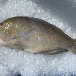 Parrot Fish / Ikan Bayam 英伍鱼 PER KG (SEASONAL)