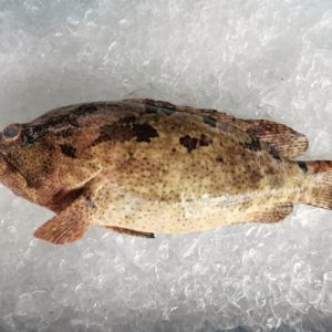 Tiger Grouper / Kerapu Harimau 野生虎班魚 PER KG (SEASONAL)