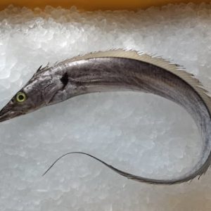 Hairtail Fish / Ikan Timah 白帶鱼 PER KG (SEASONAL)