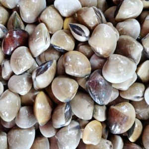 CLAMS / KEPAH 蛤蜊 PER KG (SEASONAL)