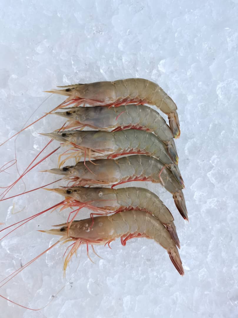 Greasyback Prawn / Udang Solo 麻虾 PER KG (SEASONAL) - Image 2