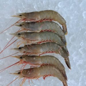Greasyback Prawn / Udang Solo 麻虾 PER KG (SEASONAL)